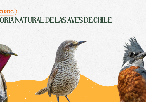 Historia natural de las aves