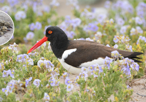 Inicia temporada reproductiva Pilpilén