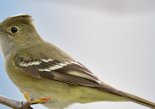 Jornada de charlas ROC LL