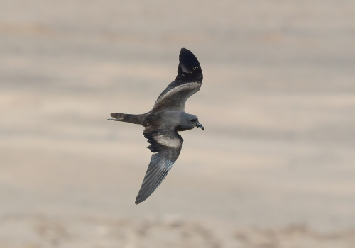 Jornada de limpieza golondrina de mar negra