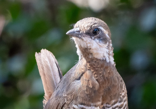 Jornada de observación y grabación de aves
