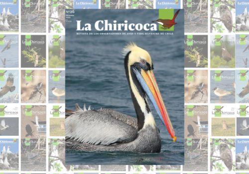 La Chiricoca 26