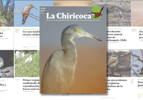La Chiricoca 31
