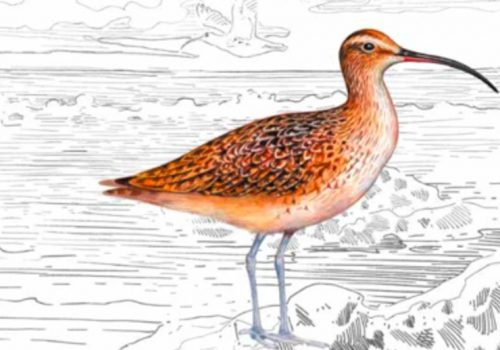 Lanzamiento atlas aves playeras_2