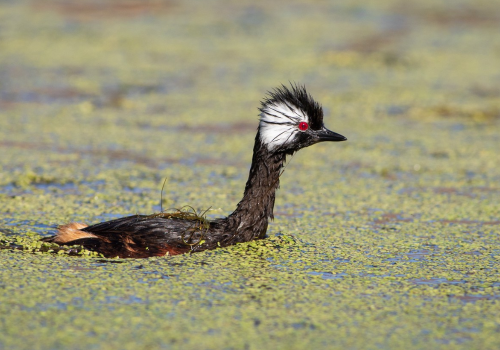 Lanzamiento encuesta eBird