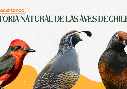 Microcurso Historia Natural de las aves de Chile