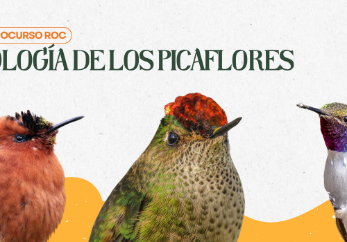 MicrocursoROC Picaflores