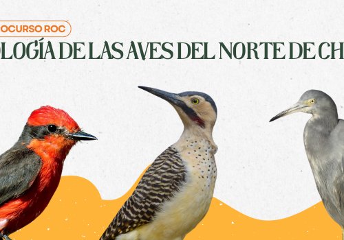Microcursos Aves de Chile 1