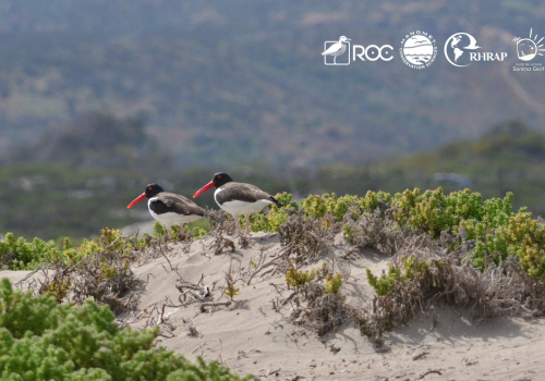 Monitores ambientales Bahia de Coquimbo
