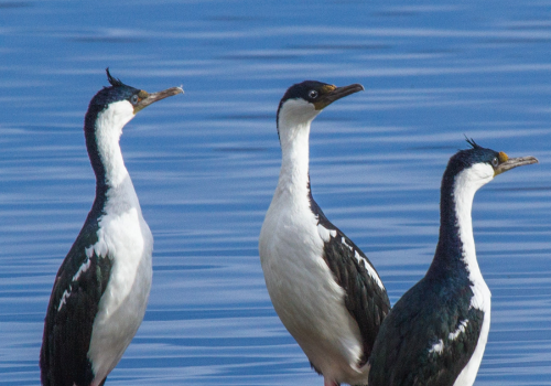 Nueva herramienta ciudadana permite registrar varamientos de fauna marina