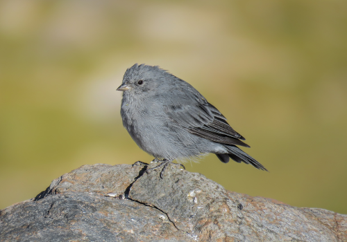 Pajaro plomo - Gabriela Contreras