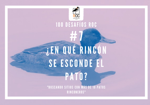 Pato Rinconero - Pío Marshall