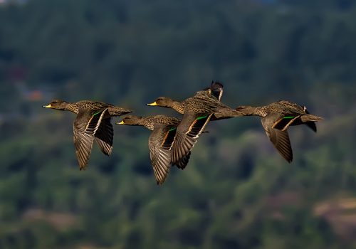 Pato jergón chico - Pío Marshall
