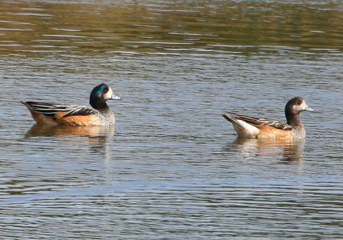 Pato-real2---Pablo-Caceres