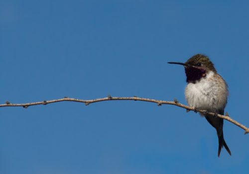 Picaflor de arica - Fernando Medrano