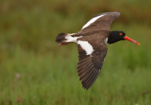 Pilpilén común2 - Óscar Mercado