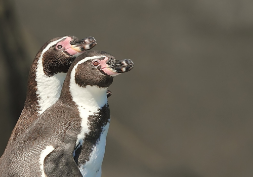 Pinguino de humboldt Pablo cáceres (1)