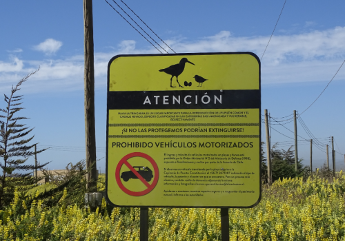 Playas Sin Autos - Curepto