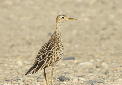 Portada de noticias web (1)