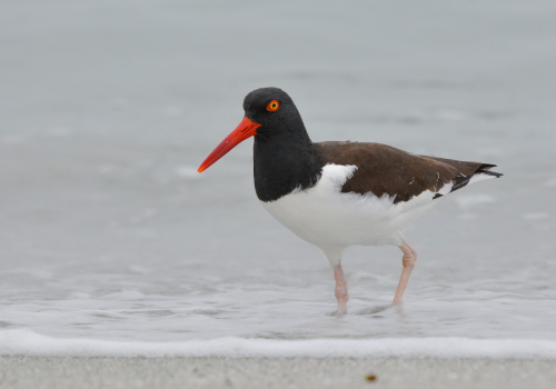 Portada de noticias web (10)