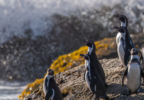 Portada de noticias web (11)