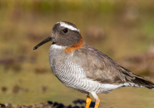 Portada de noticias web (12)