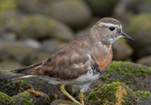 Portada de noticias web (12)