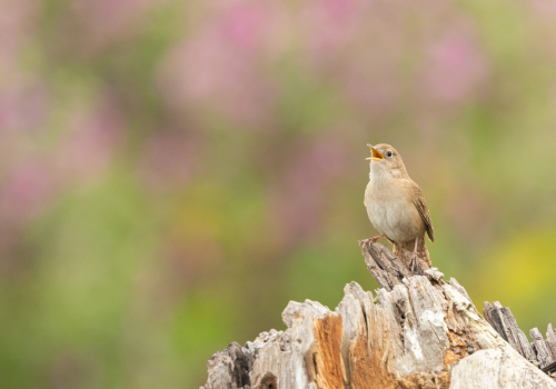 Portada de noticias web (13)