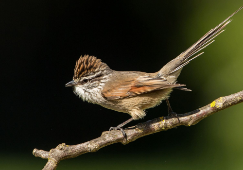 Portada de noticias web (14)