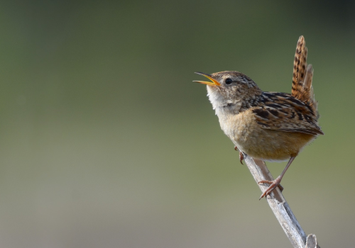 Portada de noticias web (18)