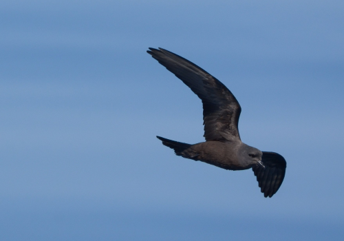 Portada de noticias web (26)