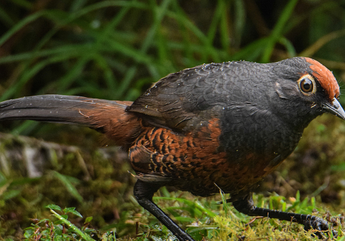 Portada de noticias web (36)