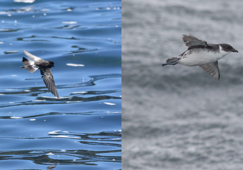 Portada de noticias web (39)