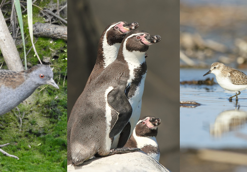 Portada de noticias web (45)