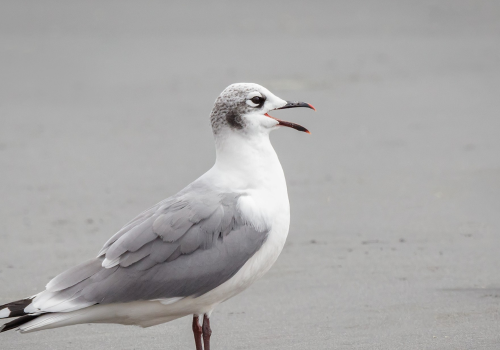 Portada de noticias web (7)