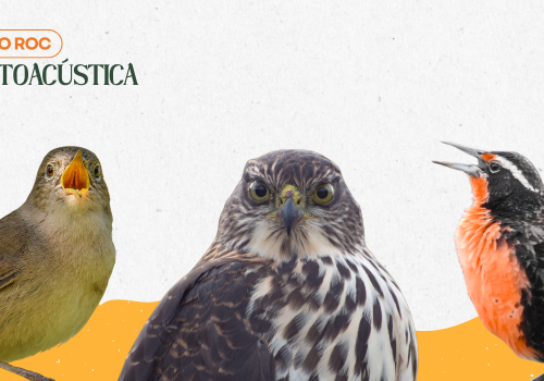 Portada de noticias web (7)