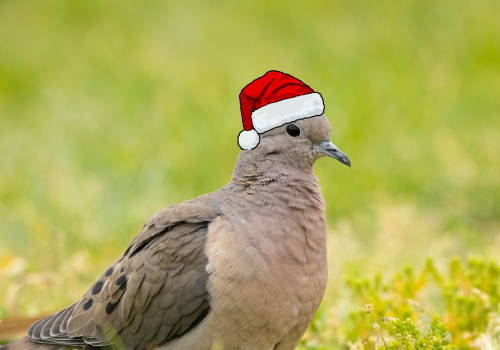 Portada de noticias web (9)