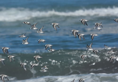 Pregúntale a la ROC