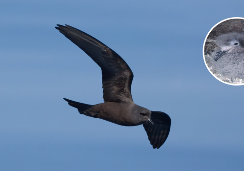 Primero polluelos de golondrina de mar negra
