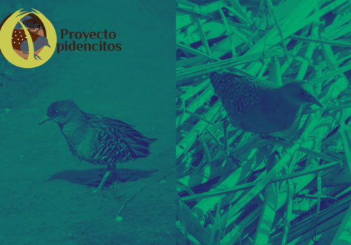 Proyecto Pidencitos