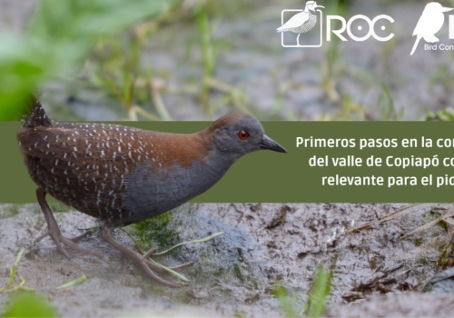 Proyecto pidencitos