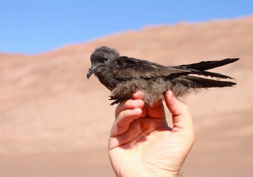 Proyecto_golondrinas del desierto