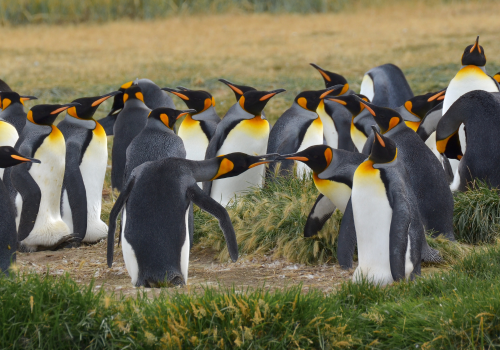 Reserva Pinguino Rey - ROC