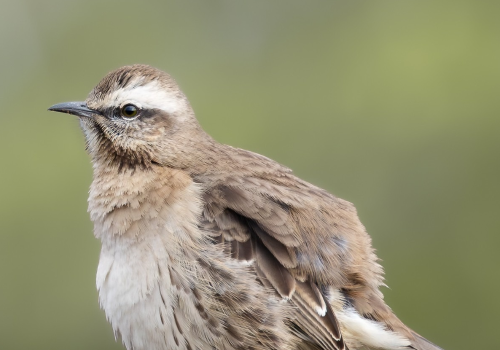 Reserva Puquén ROC