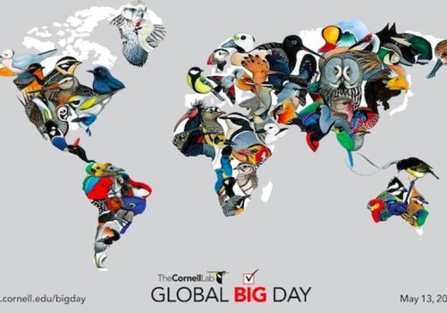 Resultados Global Big Day 2017_2