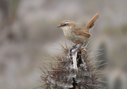 Tapaculo - Pablo Gutiérrez