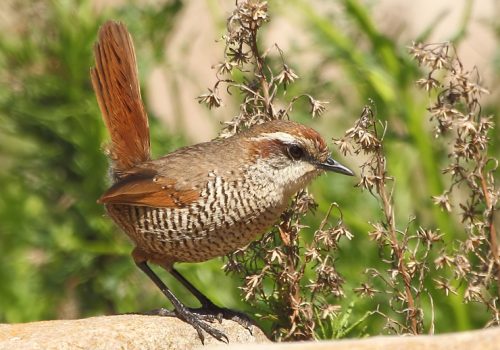 Tapaculo
