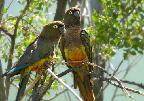 Tricahue---Pio-Marshall