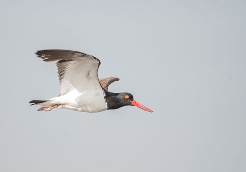 V-LC- Algarrobo -03-17 (22)-min