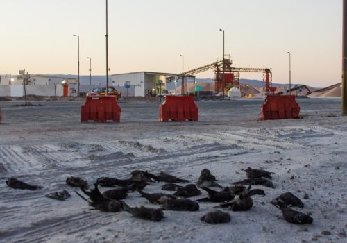 Volantones_Daniel-terán